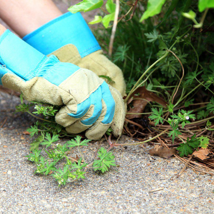 Landscape Maintenance in Stephenville, TX Landscape Maintenance in Stephenville, TX