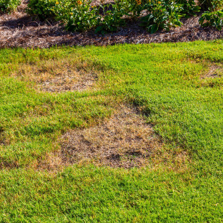 Landscape Maintenance in Stephenville, TX Landscape Maintenance in Stephenville, TX
