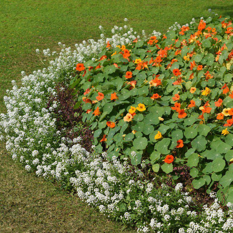 Landscape Maintenance in Stephenville, TX Landscape Maintenance in Stephenville, TX