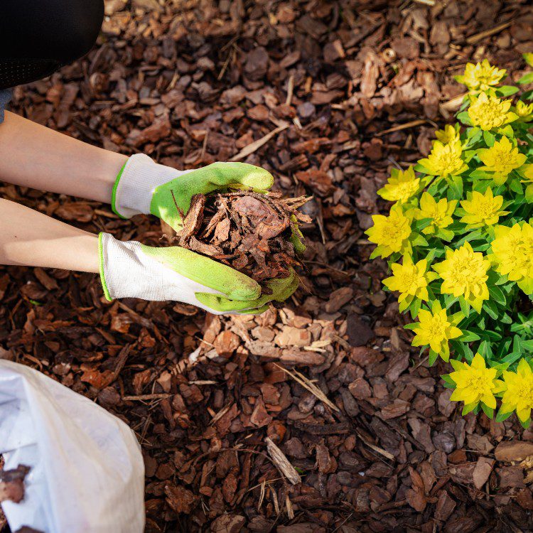 Landscape Maintenance in Stephenville, TX Landscape Maintenance in Stephenville, TX