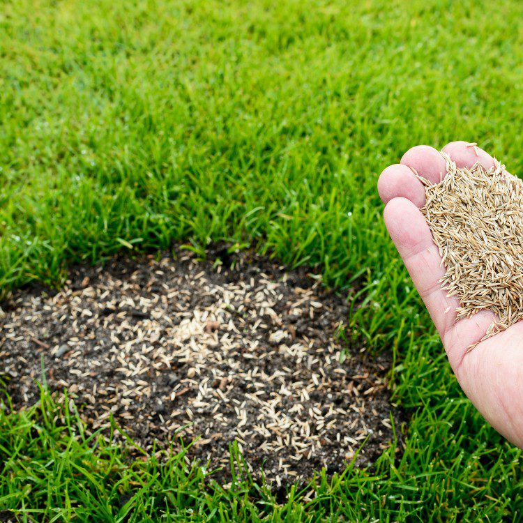 Landscape Maintenance in Stephenville, TX Landscape Maintenance in Stephenville, TX